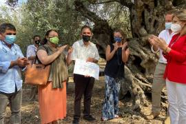 L'olivera mil·lenària de Can Det rep un premi