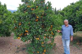 La Cooperativa de Sant Bartomeu ha replantat uns vuit mil tarongers, dels quals 2.000 són de la varietat canoneta.