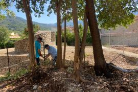Llestes les actuacions al jardí de Sa Calatrava