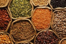 Sus a la campanya extraordinària de llavor certificada.