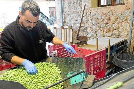 La Cooperativa finalitza una «mala» temporada d’oliva de taula