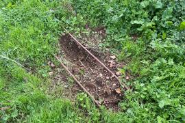 Arrabassen i roben tres llimoneres d'un hort d'un particular