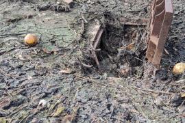 Estat en què ha quedat l'hort.