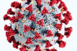 Els casos de Covid s'eleven a 25