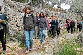 MALLORCA. AGRICULTURA. CAMINOS DEL ACEITE DE OLIVA.