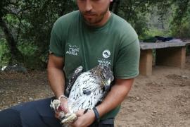 Sóller, clau pel futur de l’àguila de Bonelli