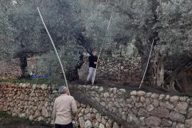 Tan sols quatre olivars han oferit oliva blava aquesta temporada a la Cooperativa.