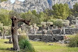Marjades d’un olivar de Sóller on s’ha modificat el paisatge tradicional. La foto s’ha fet des d’un camí públic.