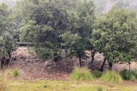 Nevada primaveral al Puig Major