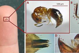 La Cephalonomia és minúscula (imatge de Joan Díaz i Lluc Garcia).