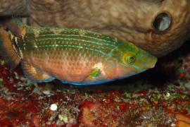 Torna el Concurs de Fotografia Submarina després de dos anys