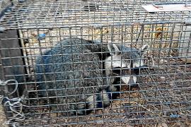 Un os rentador capturat a Andratx pel COFIB.