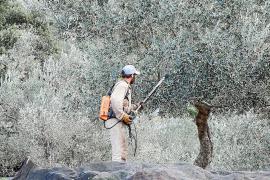La Cooperativa avança la recollida d’oliva verda a principis de setembre
