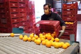 La varietat Navelina ha estat de la més recol·lectada a la Vall una campanya més.