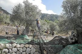 La recollida d’oliva s’ha hagut d’avançar tres setmananes.