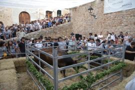 S'ha preparat un tancat pel bou a la plaça. Foto: Pere Bota.