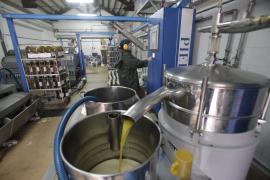 SOLLER - TIEMPO DE OLIVAS.
Aumenta el cultivo de olivos para autoconsumo en Mallorca.