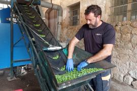 La Cooperativa rep les primeres olives per fer una prova de qualitat