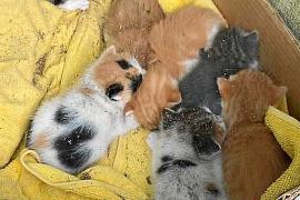 La Vila garantirà les castracions dels moixos de carrer amb una partida de 10.000 euros