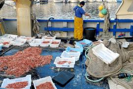 Un pescador seleccionant els diferents tamanys de gamba roja.