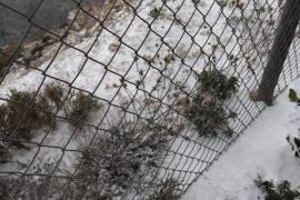 Primera nevada a 1.400 metres. Foto: Alberto Darder