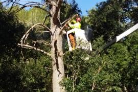 L'Ibanat treballa amb les tasques de restauració de les zones afectades pel temporal.
