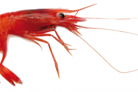 El Govern cercarà ajudes per compensar les pèrdues dels pescadors de gamba