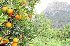 Els horts de tarongers formen part de la idiosincràsia paisatgística de Sóller.