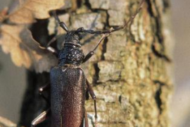 El Govern autoritza a actuar contra la plaga del banyarriquer