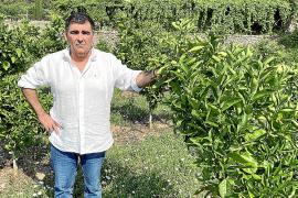 Guillem Deyà ‘Det’ posa per a aquest reportatge a undels molts horts de tarongers de la Vall.