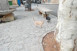 La Vila inicia un nou protocol per controlar les colònies felines