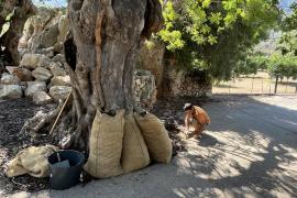 Inquietud per la caiguda en picat del preu de la garrova