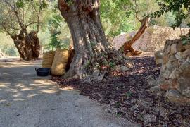 La Cooperativa pagarà la garrova a 37 cèntims