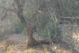 La figuera tenia un valor sentimental per a la família del propietari.