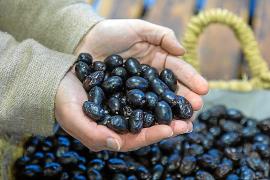 Els preus per a l’oliva de taula mantenen els valors fixats l’any passat.