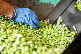 La Cooperativa comença a trencar l’oliva de taula