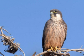 Estabilitzada la població de falcons marins a sa Dragonera 