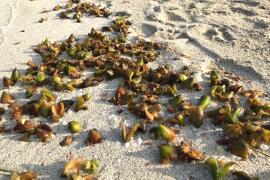 Un estudi permet avançar en la comprensió de la posidònia per a millorar-ne la conservació