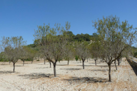 Unió de Pagesos exigeix que l'impost turístic recolzi la tasca dels agricultors en benefici del paisatge.