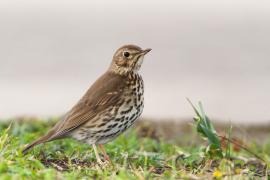 Tord, Turdus philomelos, l'espècie més caçada a les Balears. Foto: Toni Muñoz