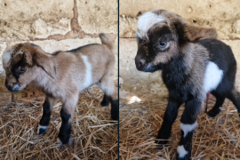 [VÍDEO] Neixen les primeres cabres pitiüses a Manacor, una espècie en perill d'extinció