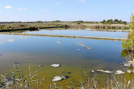 El GOB ha denunciat la «gravíssima» situació que, segons els darrers informes tècnics, pateix el parc natural de s’Albufera.