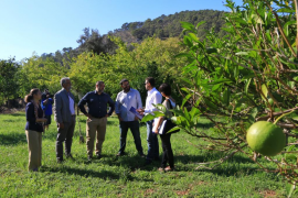 Raixa mantindrà una estructura agrària representativa dels cultius locals