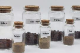 Estudien el potencial nutricional de la farina i la goma de garrova de 21 varietats locals i de dues seleccions pròpies