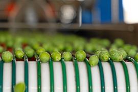 SOLLER - La Cooperativa comenvÃa a trencar lâÃÃ´oliva de taula.

En la primera setmana de lâÃÃ´actual campanya hi han ent