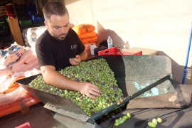 Comença la temporada olivarera més fluixa que es recorda