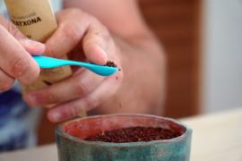 L'Associació de Varietats Locals demana ajuda per a «espargir la llavor»