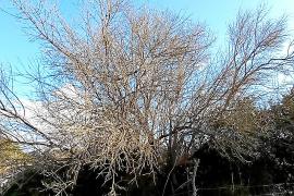Detectat el primer cas de Xylella Pauca de les oliveres