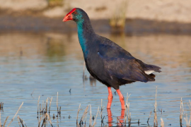 Aquest dissabte té lloc a Mallorca la marató ornitològica de 24 hores.