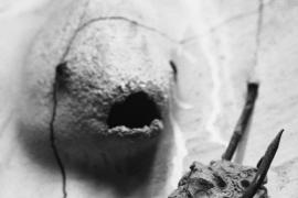 Presentació d''Alenar dins el fang. El retaule de Miquel Barceló', a la Seu de Mallorca, dimecres 7 de febrer